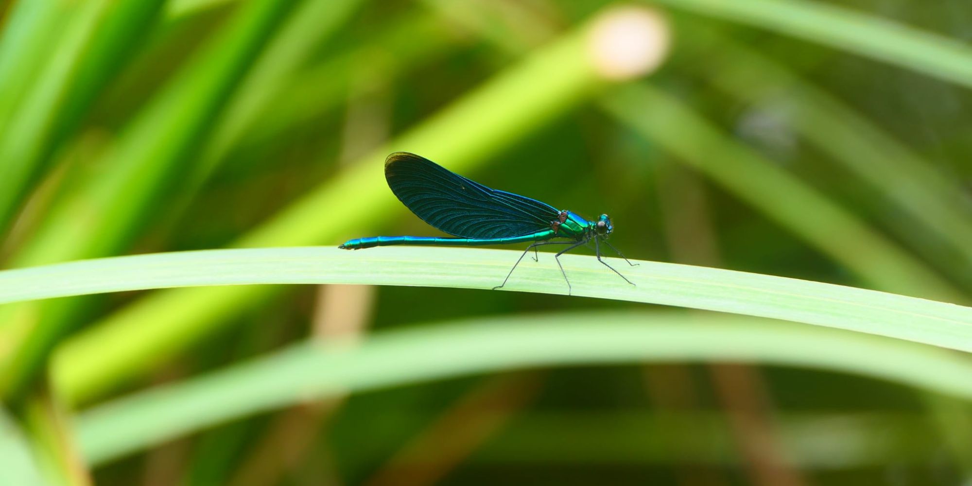 Dünningsbruch fragt – Politik antwortet