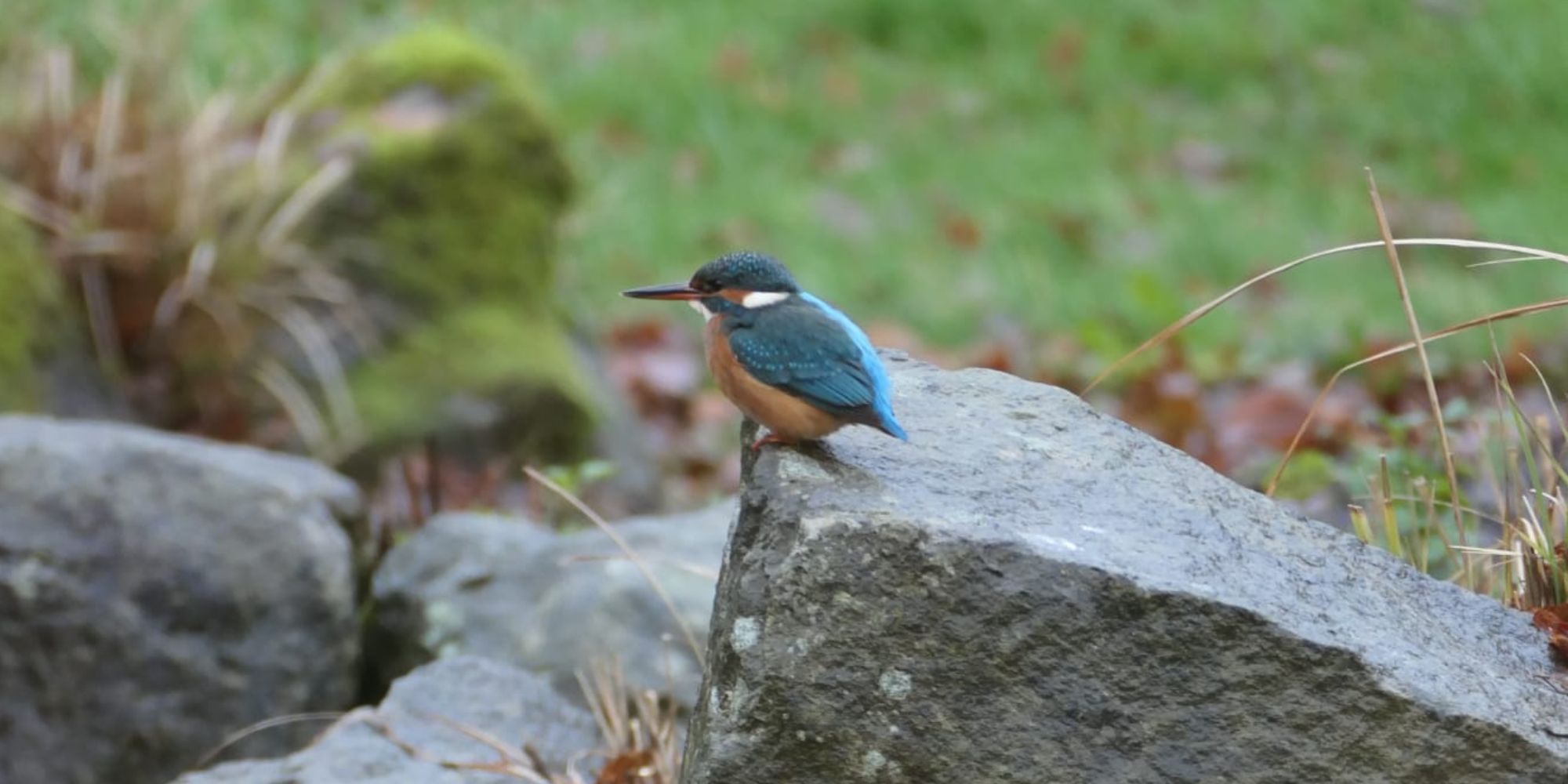 Gesamtschule als Türöffner für Wohnbebauung?