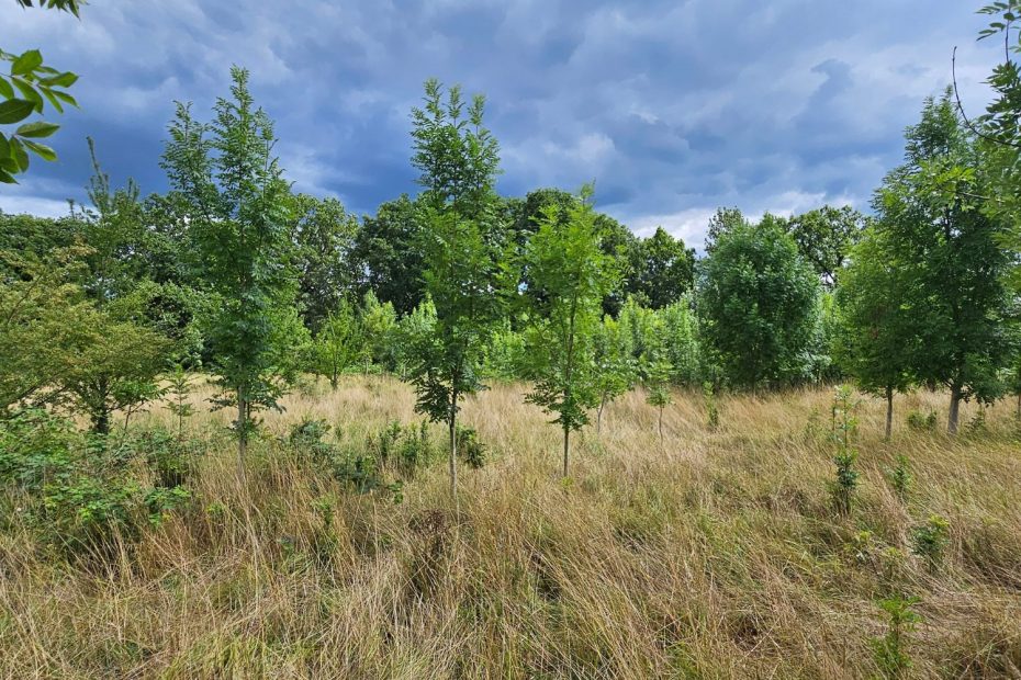 Dünningsbruch Weide