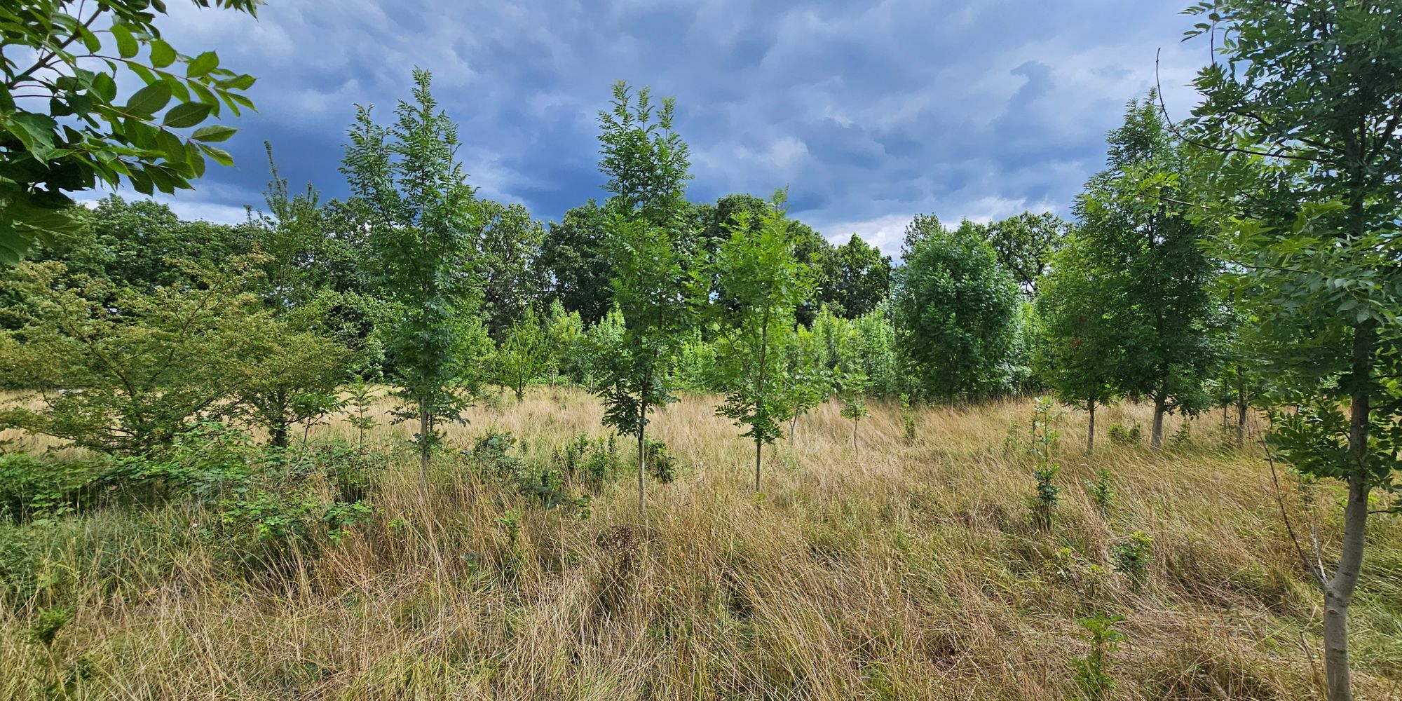 Dünningsbruch Weide
