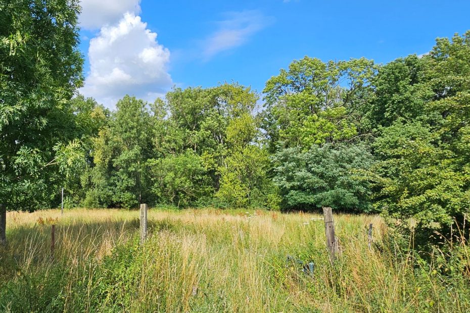 Dünningsbruch Weide