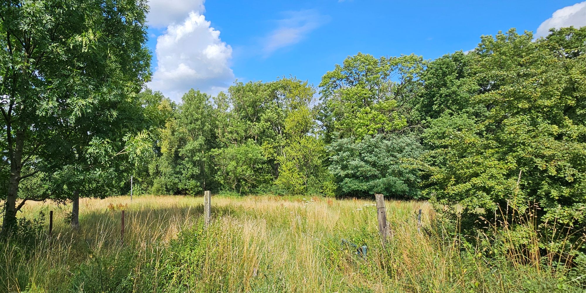 Dünningsbruch Weide