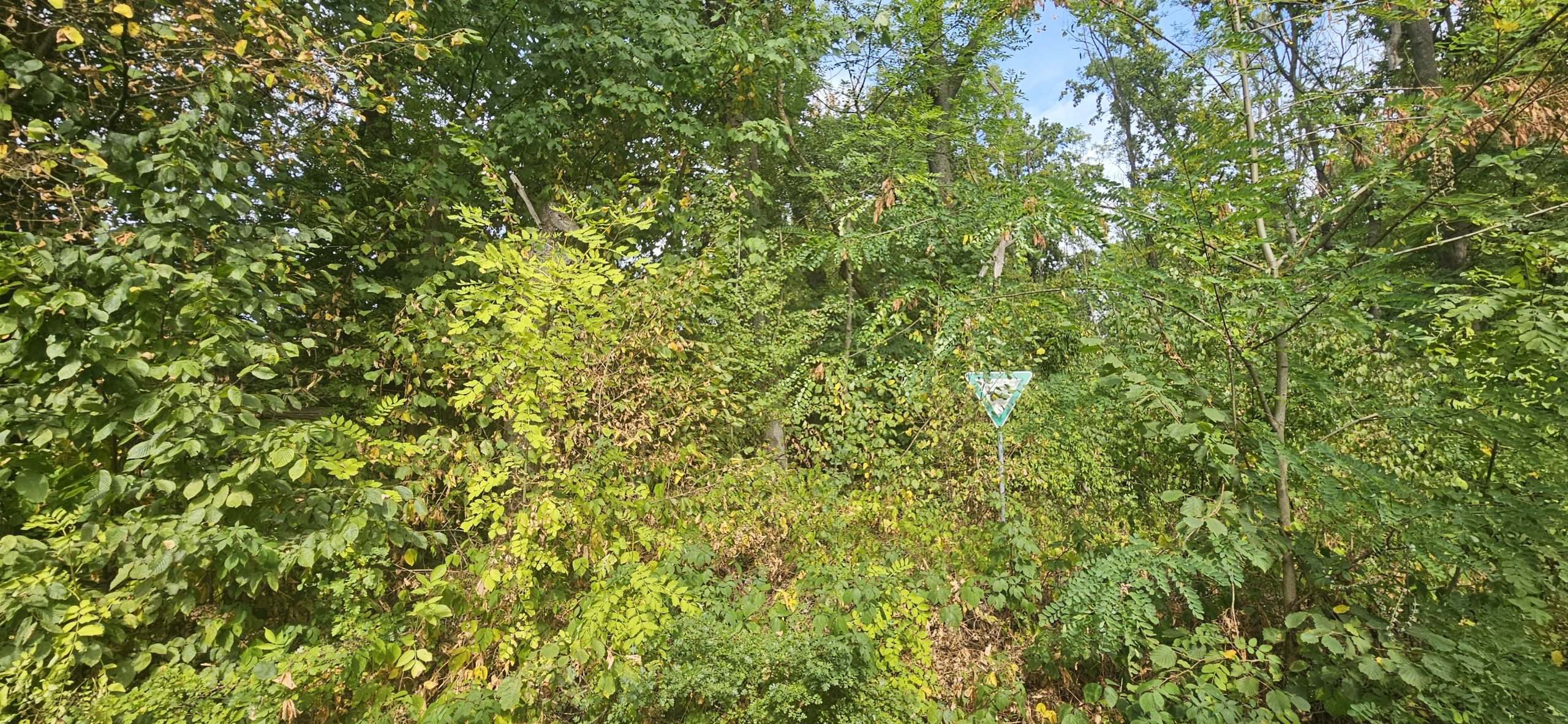 Minimaler Eingriff? Nicht mehr haltbar – Rodung bedroht geschützten Landschaftsbestandteil